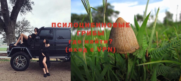 прущие грибы Елизово