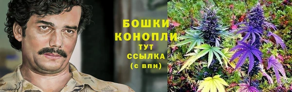 прущие грибы Елизово